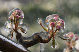 Lutte contre le gel par aspersion - Verger de poirier, Lanxade (24) : 10/03/2021
